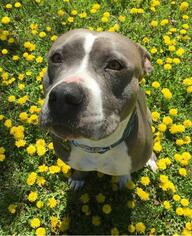 American Pit Bull Terrier Dogs for adoption in Northville, MI, USA