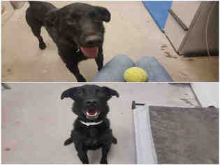 Labrador Retriever Dogs for adoption in Brighton, CO, USA