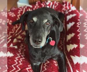 Labrador Retriever-Unknown Mix Dogs for adoption in San Diego, CA, USA