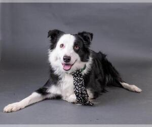 Border Collie Dogs for adoption in Irving, TX, USA