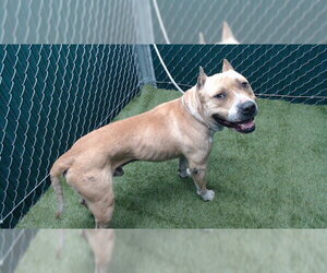 Mutt Dogs for adoption in Downey, CA, USA