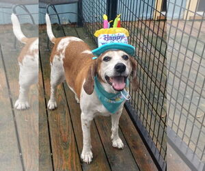 Coonhound-Unknown Mix Dogs for adoption in Murfreesboro, NC, USA