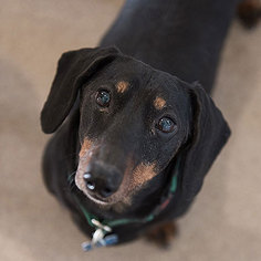 Medium Photo #1 Dachshund Puppy For Sale in Kanab, UT, USA