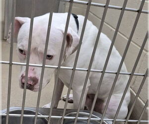 Mutt Dogs for adoption in Decatur, IL, USA