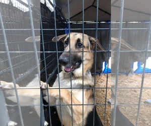 German Shepherd Dog Dogs for adoption in Huger, SC, USA