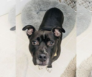 Staffordshire Bull Terrier-Unknown Mix Dogs for adoption in Germantown, OH, USA