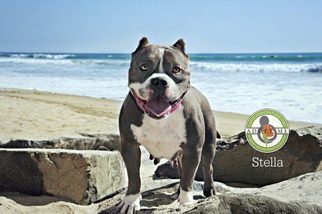 American Staffordshire Terrier Dogs for adoption in Oceanside, CA, USA
