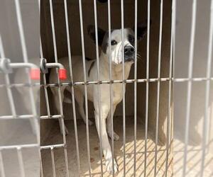 Mutt Dogs for adoption in Oklahoma City, OK, USA