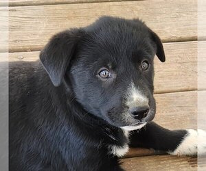 Sheprador Dogs for adoption in Brewster, NY, USA