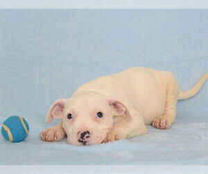 Boxer-Unknown Mix Dogs for adoption in Oroville, CA, USA