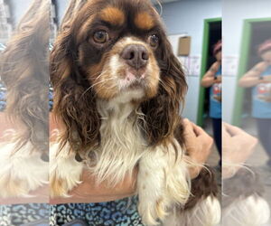 Cavalier King Charles Spaniel-Spaniel Mix Dogs for adoption in Washington, DC, USA