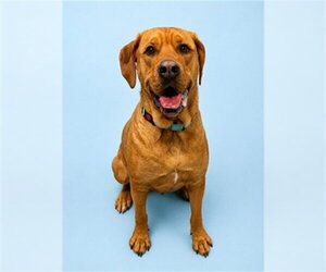 American Bulldog-Labrador Retriever Mix Dogs for adoption in Westminster, MD, USA
