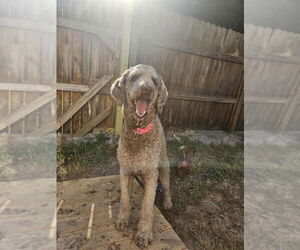 Labrador Retriever-Unknown Mix Dogs for adoption in Aurora, IN, USA