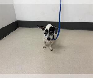 Chiweenie Dogs for adoption in Corona, CA, USA