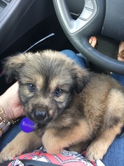 Small Collie-Keeshond Mix