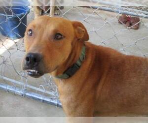 Labrador Retriever-Unknown Mix Dogs for adoption in Carthage, AR, USA