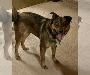 Norwegian Elkhound-Unknown Mix Dogs for adoption in Springdale, PA, USA