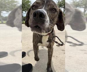 Labrador Retriever-Unknown Mix Dogs for adoption in Texas City, TX, USA