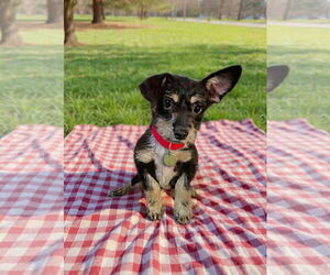 Toxirn Dogs for adoption in Phoenix, AZ, USA