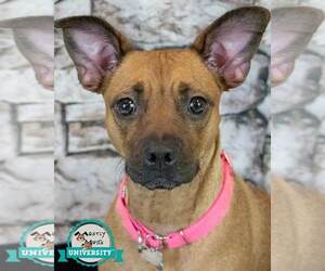 Miniature Bull Terrier-Unknown Mix Dogs for adoption in Kennesaw, GA, USA