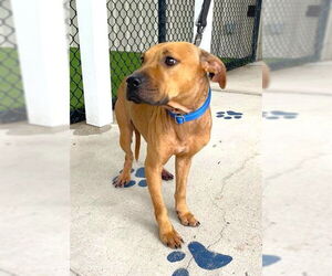 Black Mouth Cur Dogs for adoption in Naples, FL, USA