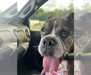 Bulldog-Unknown Mix Dogs for adoption in Dallas, TX, USA