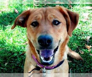 Golden Retriever Dogs for adoption in San Clemente, CA, USA