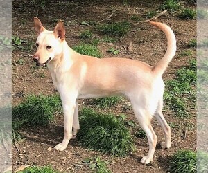 Basenji Dogs for adoption in Genesee, WI, USA