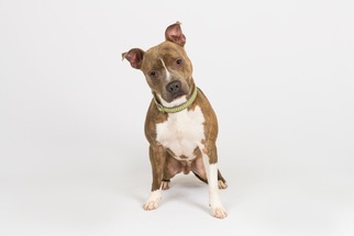 Medium Photo #1 American Pit Bull Terrier Puppy For Sale in Richmond, VA, USA