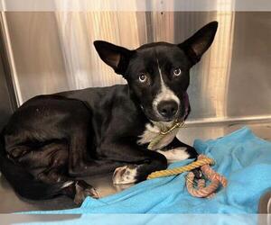 Siberian Husky-Unknown Mix Dogs for adoption in Grand Prairie, TX, USA