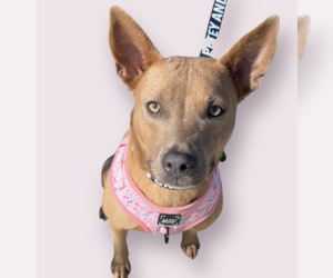 Mutt Dogs for adoption in Rockville, MD, USA