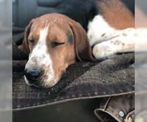 English Foxhound Dogs for adoption in Knoxville, IA, USA