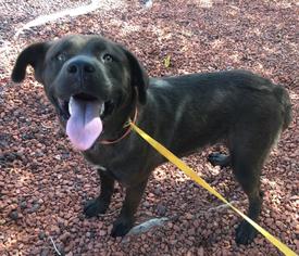 Labrador Retriever Dogs for adoption in HESPERIA, CA, USA