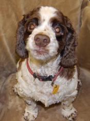 Cocker Spaniel Dogs for adoption in Richmond, IN, USA