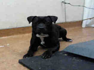 Staffordshire Bull Terrier Dogs for adoption in Sacramento, CA, USA