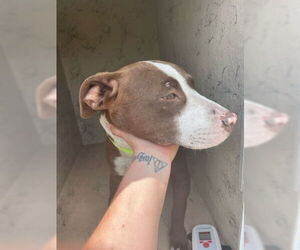American Pit Bull Terrier Dogs for adoption in West Palm Beach, FL, USA