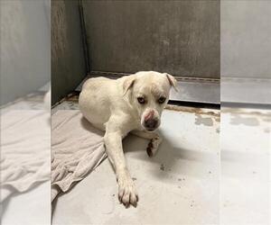 American Pit Bull Terrier-Labrador Retriever Mix Dogs for adoption in Conroe, TX, USA