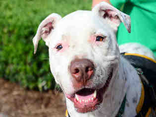 Dalmatian-Unknown Mix Dogs for adoption in West Palm Beach, FL, USA