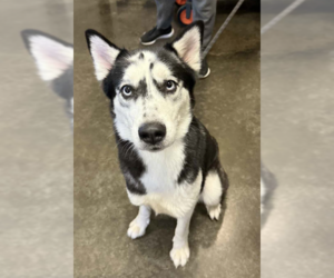 Medium Photo #2 Siberian Husky Puppy For Sale in Carrollton, TX, USA