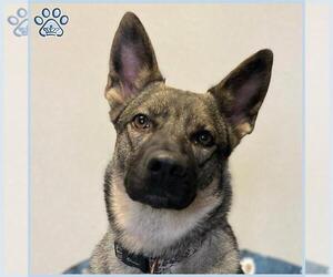 German Shepherd Dog-Unknown Mix Dogs for adoption in Sugar Land, TX, USA