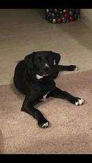 Medium Photo #1 Labrador Retriever-Unknown Mix Puppy For Sale in Dallas, TX, USA