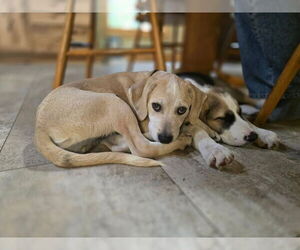 Mutt Dogs for adoption in New London, WI, USA