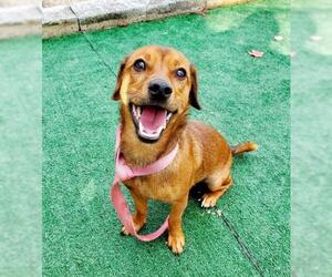 Dachshund-Unknown Mix Dogs for adoption in Perth Amboy, NJ, USA