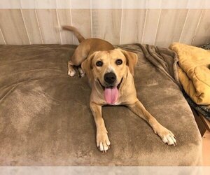 Sheprador Dogs for adoption in Charlotte, NC, USA