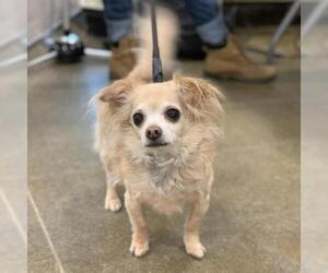 Chihuahua Dogs for adoption in Madison, WI, USA