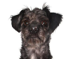 Shih-Poo Dogs for adoption in Oakland Park, FL, USA