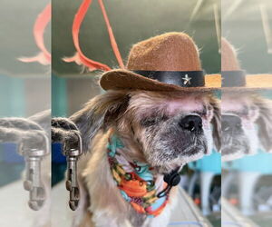 Shih Tzu-Unknown Mix Dogs for adoption in Mooresville, NC, USA