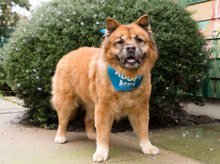Chow Chow Dogs for adoption in Pacific Grove, CA, USA
