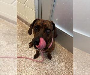 American Pit Bull Terrier Dogs for adoption in Pueblo, CO, USA