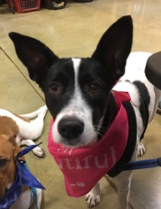 Border Collie-Unknown Mix Dogs for adoption in Hallandale, FL, USA